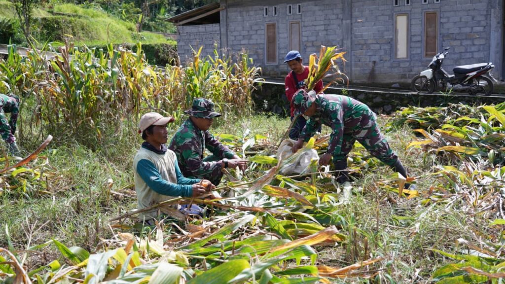 Dukung Ketahanan Pangan, Anggota Satgas TMMD Bantu Warga Panen Jagung