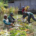 Dukung Ketahanan Pangan, Anggota Satgas TMMD Bantu Warga Panen Jagung