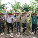 Dukung Asta Cita, Polres Pelabuhan Tanjung Perak Panen 1,6 Ton Jagung di Tambak Wedi